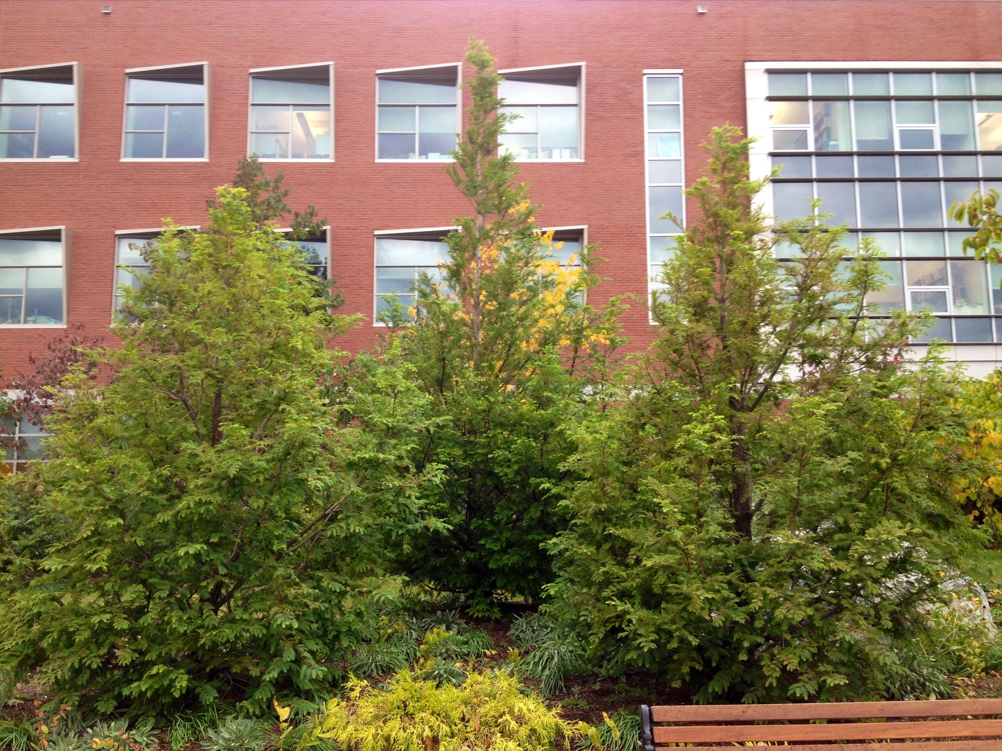 Bald Cypresses on UVM Campus