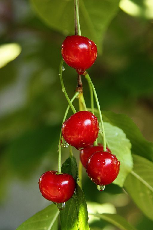 Sour Cherry Drupes