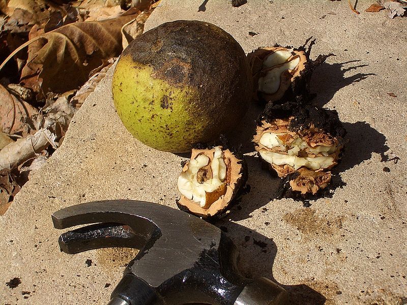 Black Walnuts - one in its husk and one already cracked (with a hammer) 