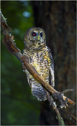 spotted owl ecology.png