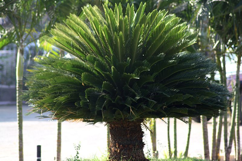 King Sago Palm 