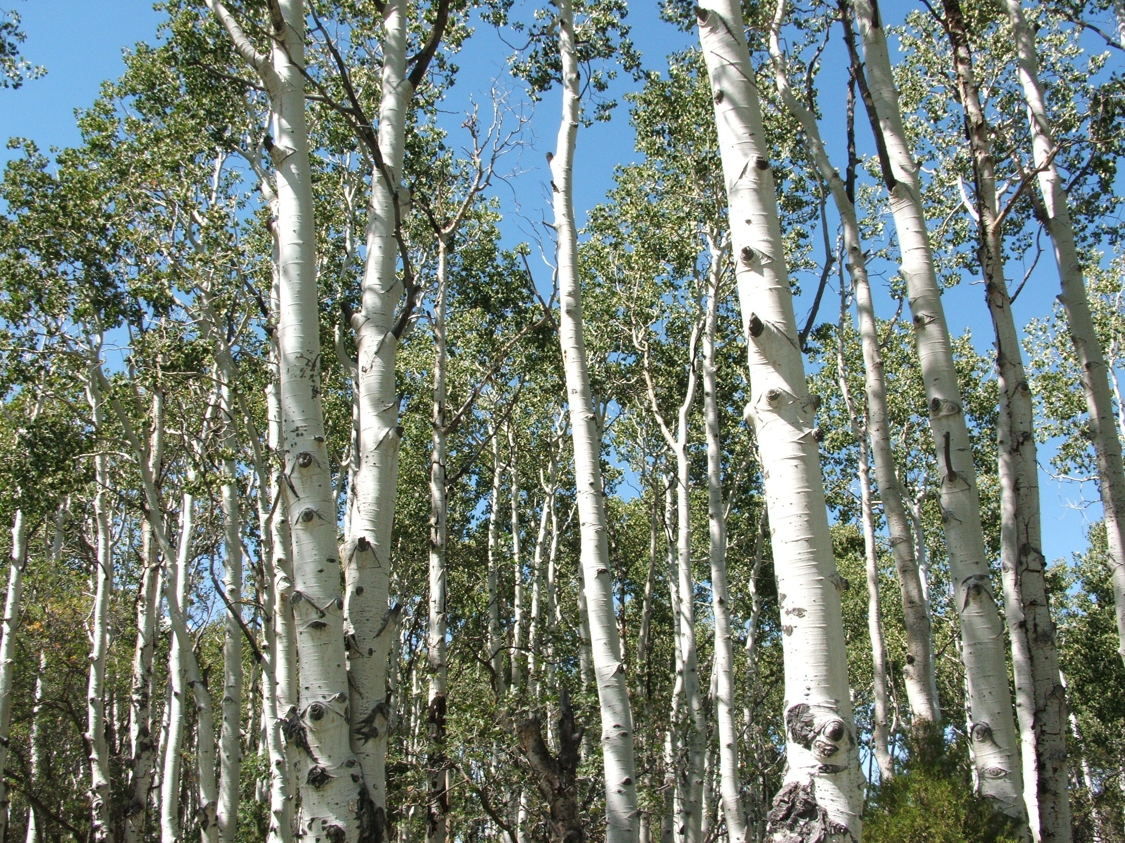 Grove of Quaking Aspen in Colorado