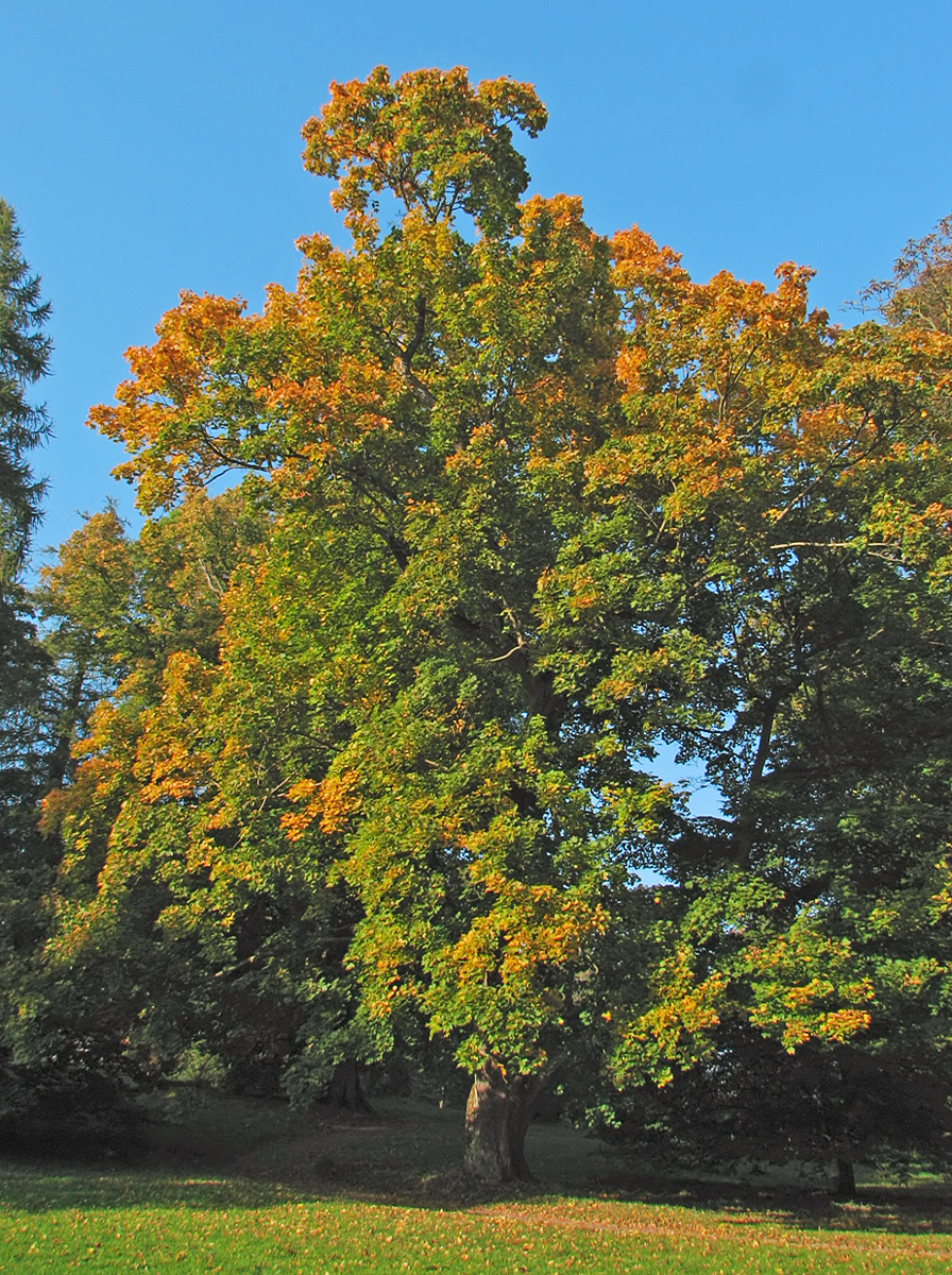 Spitz-Ahorn/Norway Maple (Acer platanoides)