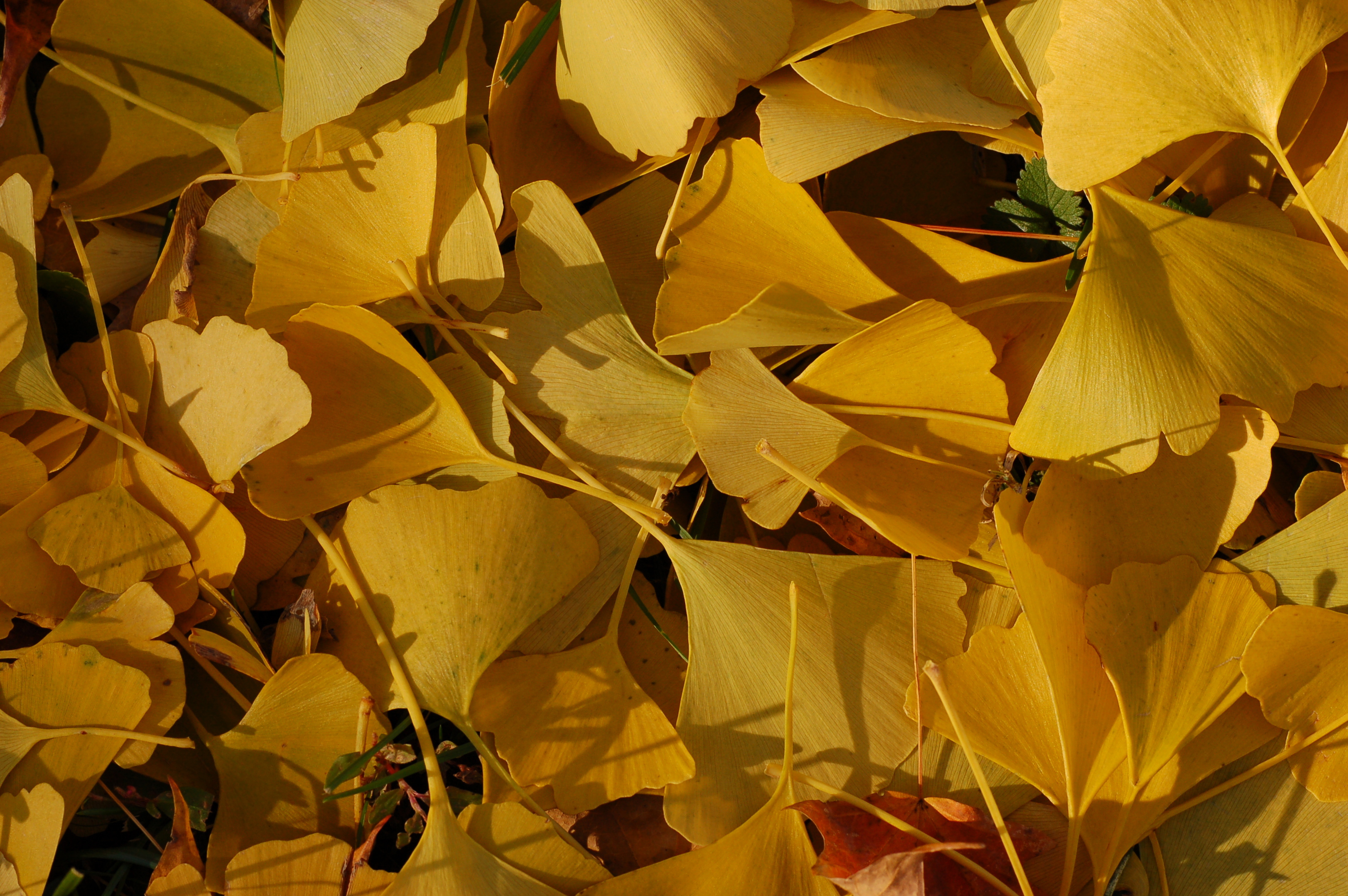 Ginkgo Leaves in Autumn 