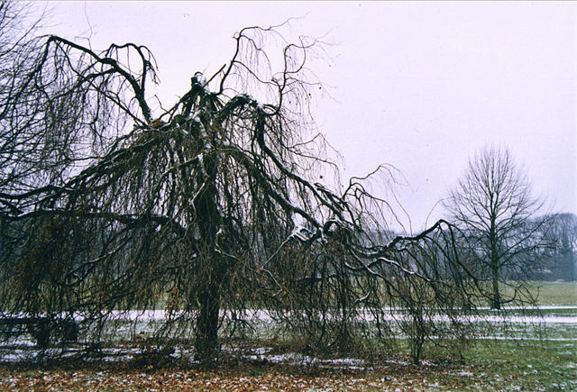 Bare Weeping Willow