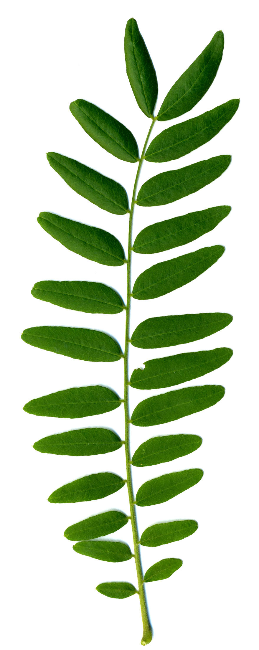 Robinia_pseudoacacia-leaf.jpg