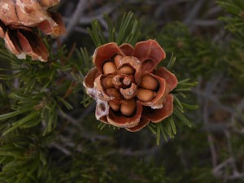 Ponderosa Pine Nuts