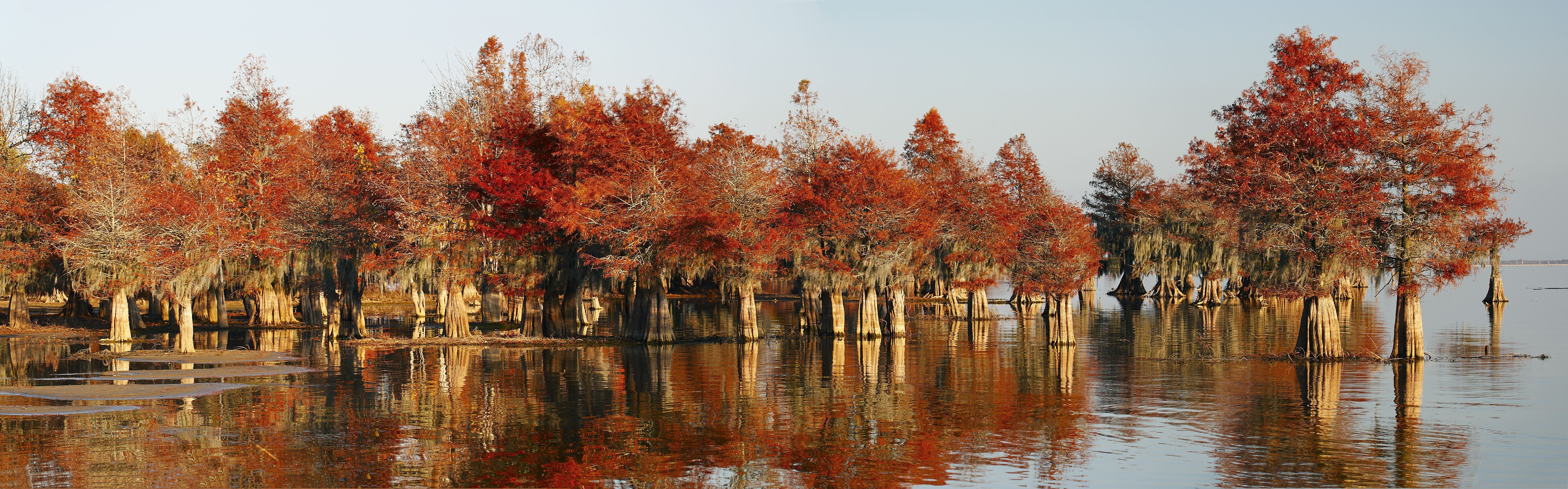Bald Cypress forest in autumn