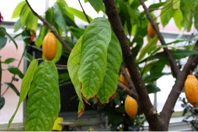 cacao leaves.png
