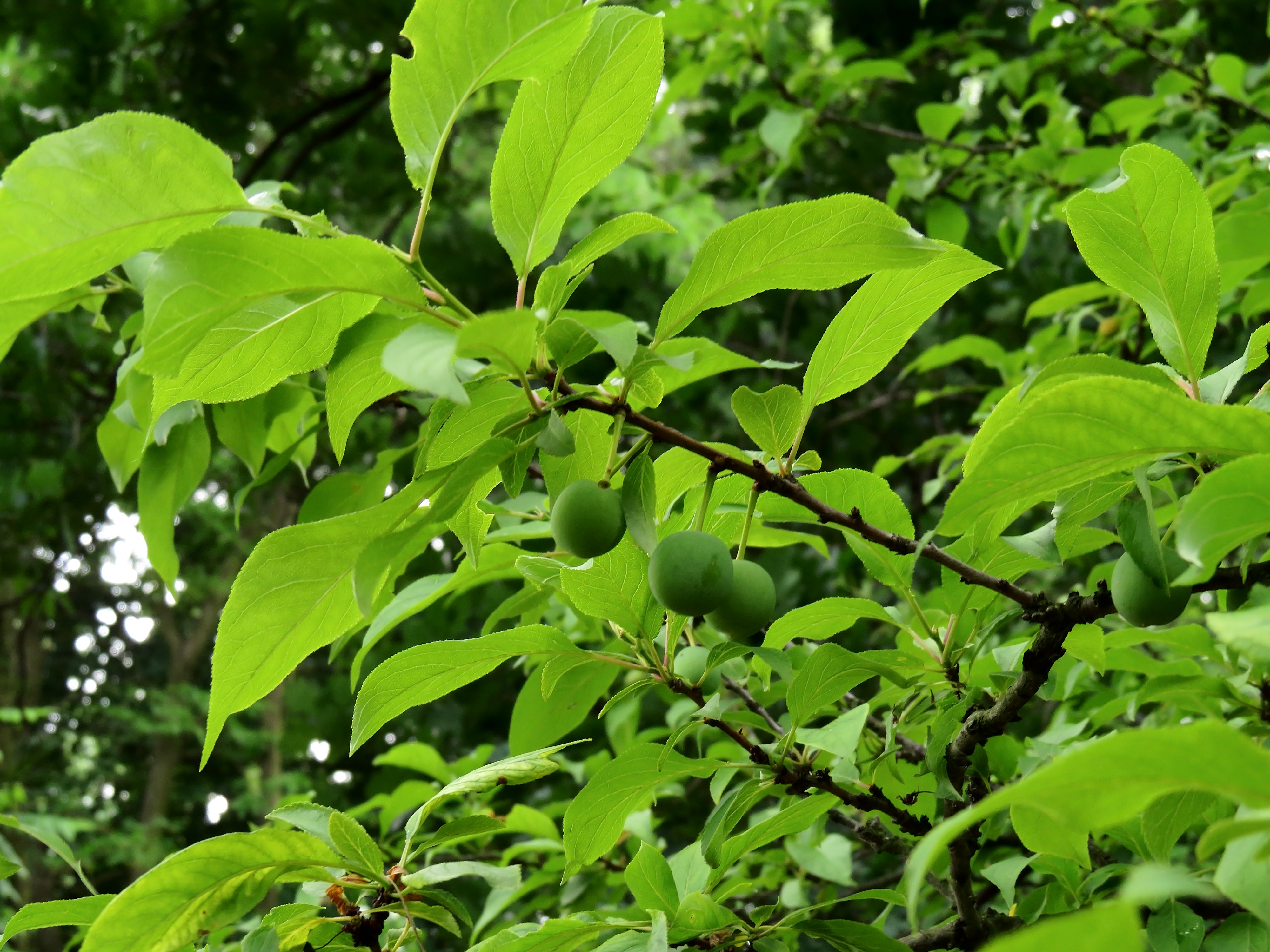 Prunus Americana Syrets2