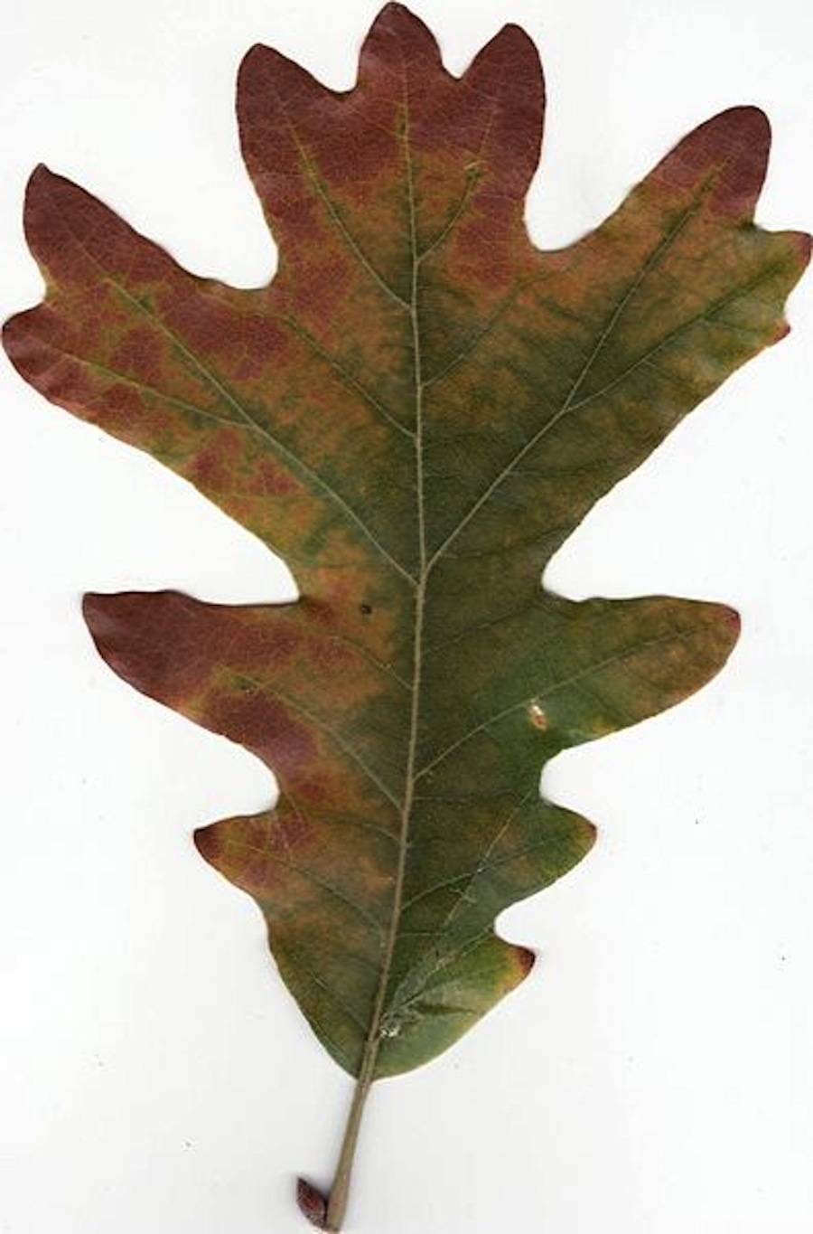 Autumn White Oak Leaf