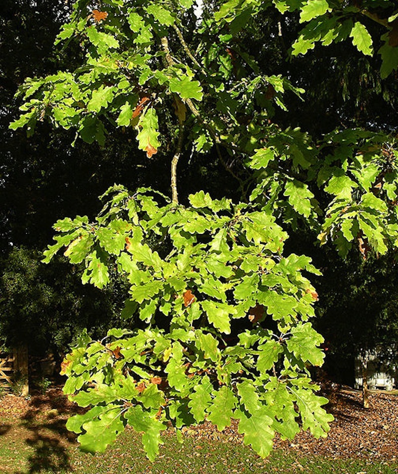 White Oak Foliage