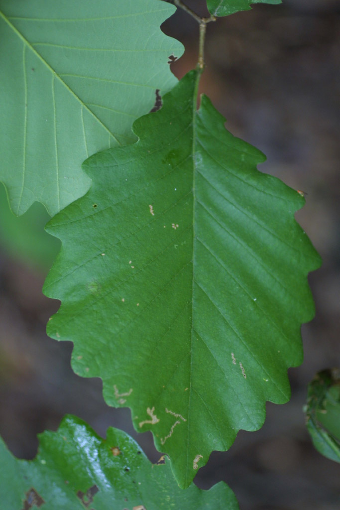 Chestnut-Oak-Leaf.jpg