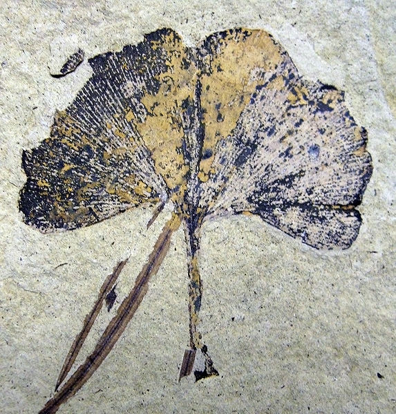 ginkgo fossil.jpg