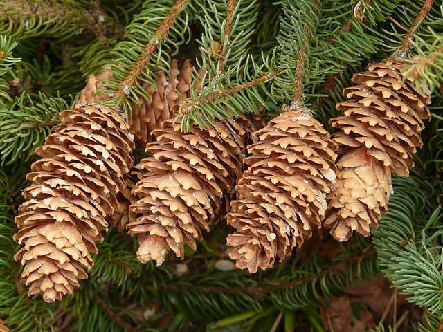 pine-cones-54258_640.jpg