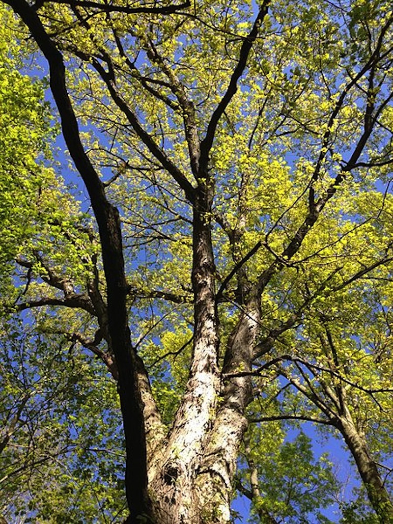 White Oak Canopy