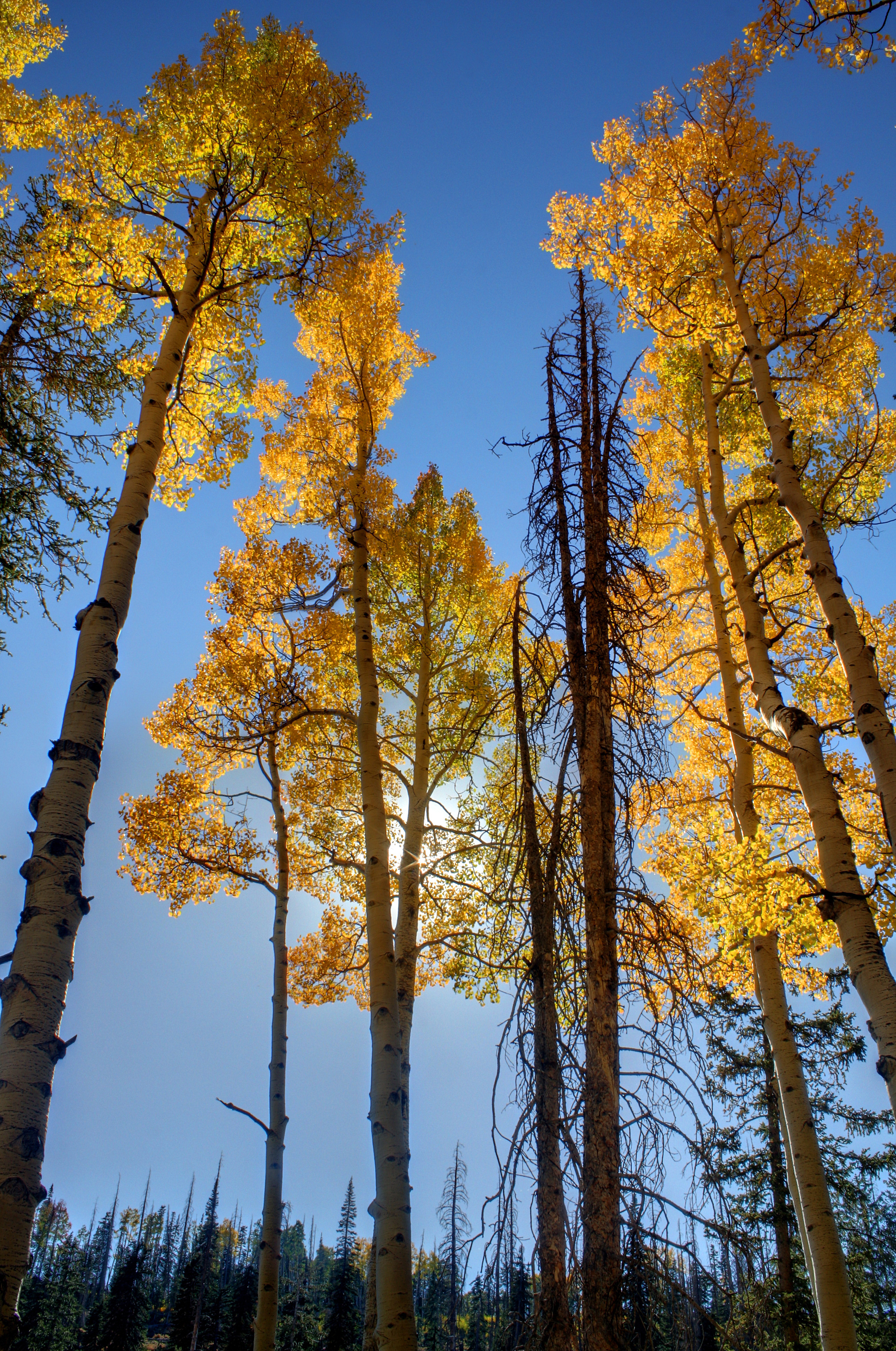Aspen Trees During Autumn