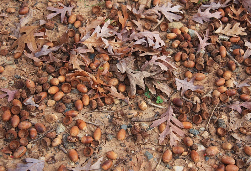 white oak acorns.jpg