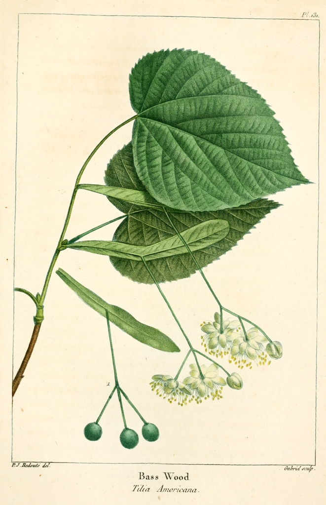 American Basswood - leaf .png