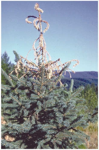 White Pine Weevil Damage on Spruce