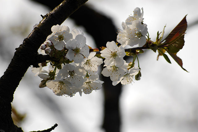Sour Cherry Tree Blossoms