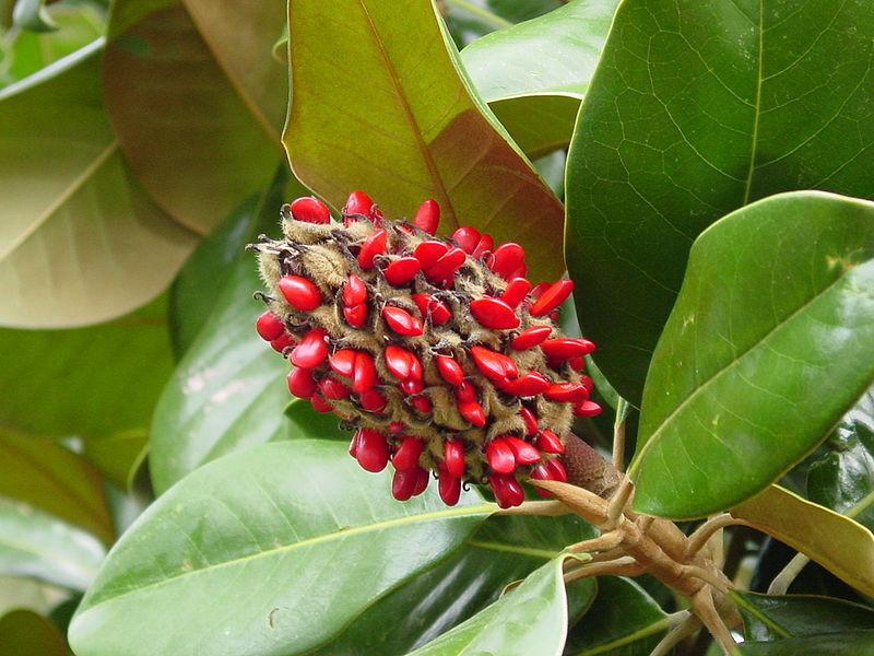 800px-Magnolia_grandiflora_2003.jpg