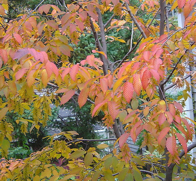 b. Carpinus_caroliniana_autumn.jpg