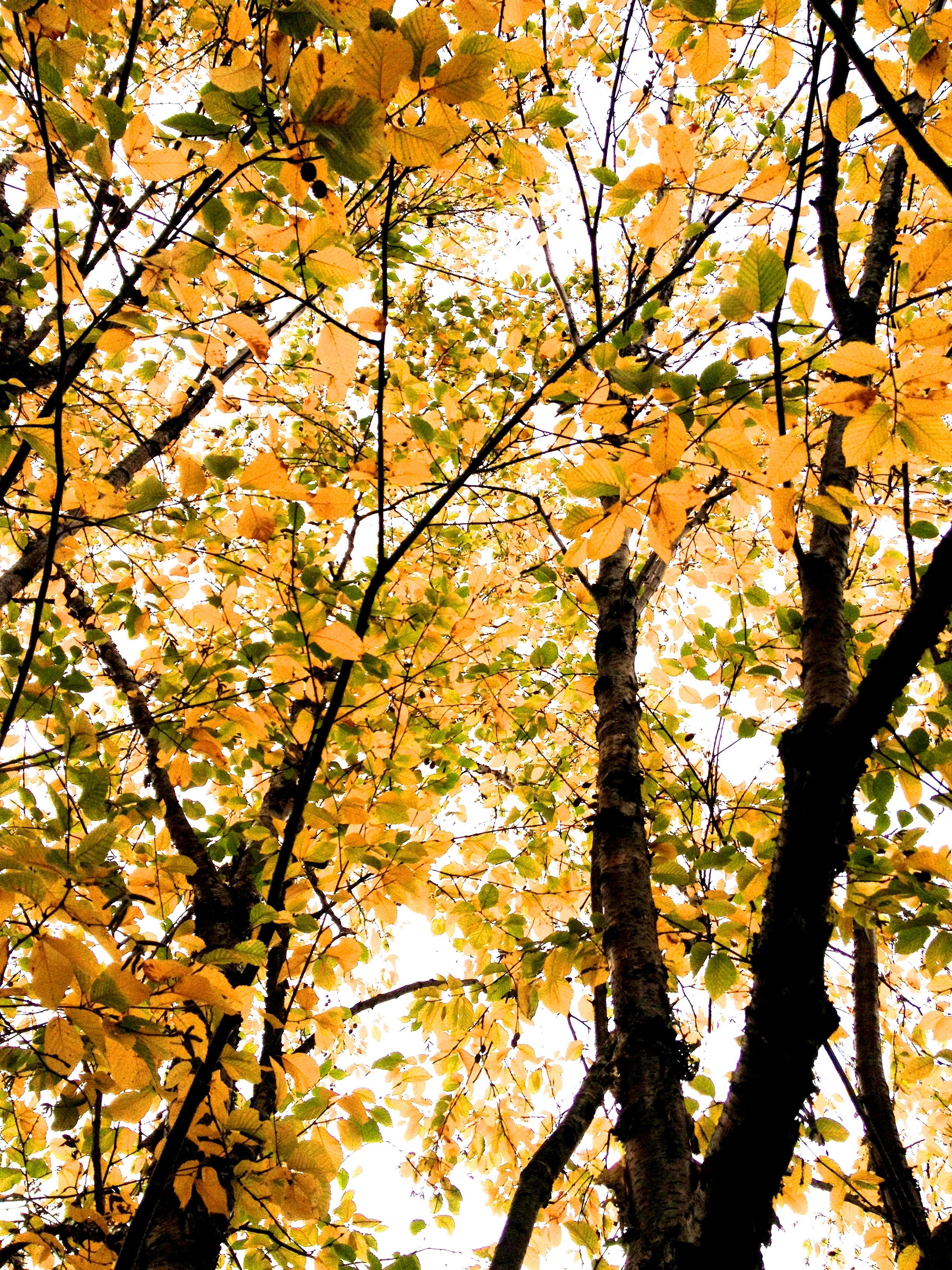 Yellow leaves of yellow birches.