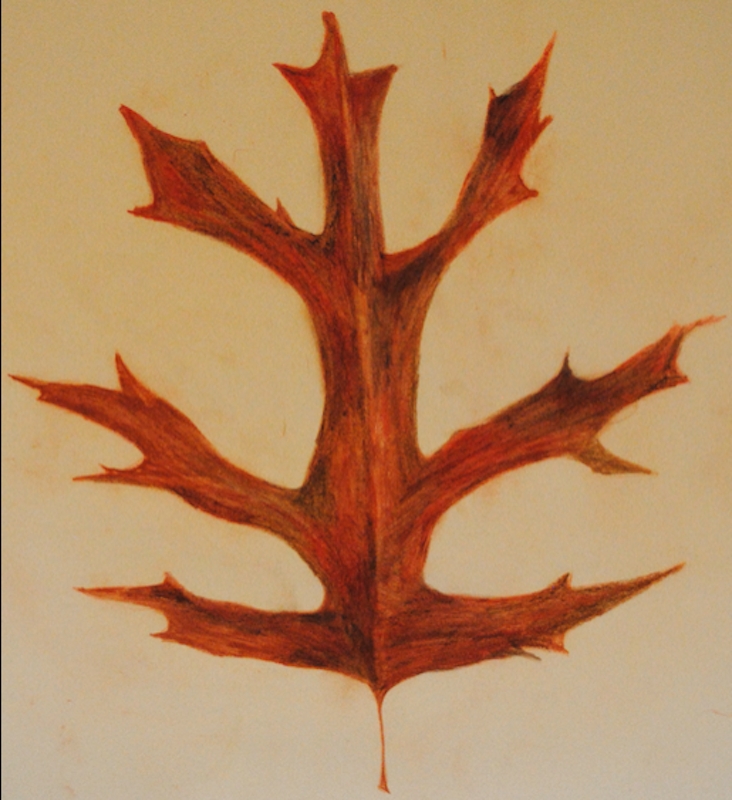 Pin Oak Fall Leaf Illustration.png