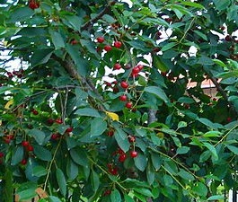 Sour Cherry Tree Leaves and Fruit