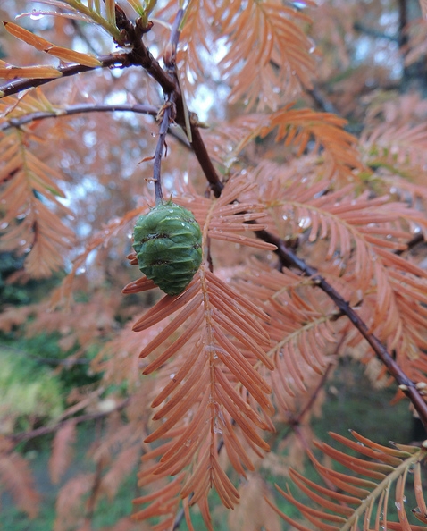 Dawn Redwood Fresh Cone
