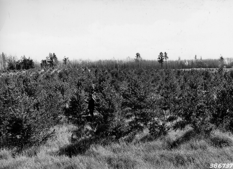 Scotch pine plantation