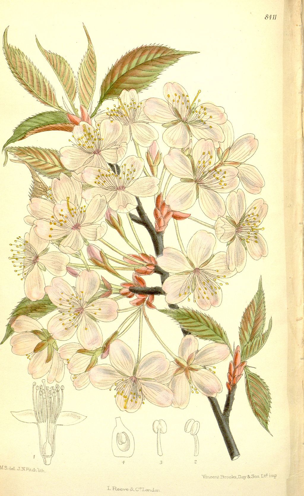 Prunus Sargentii