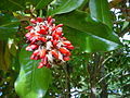 120px-Magnoliatree.jpg