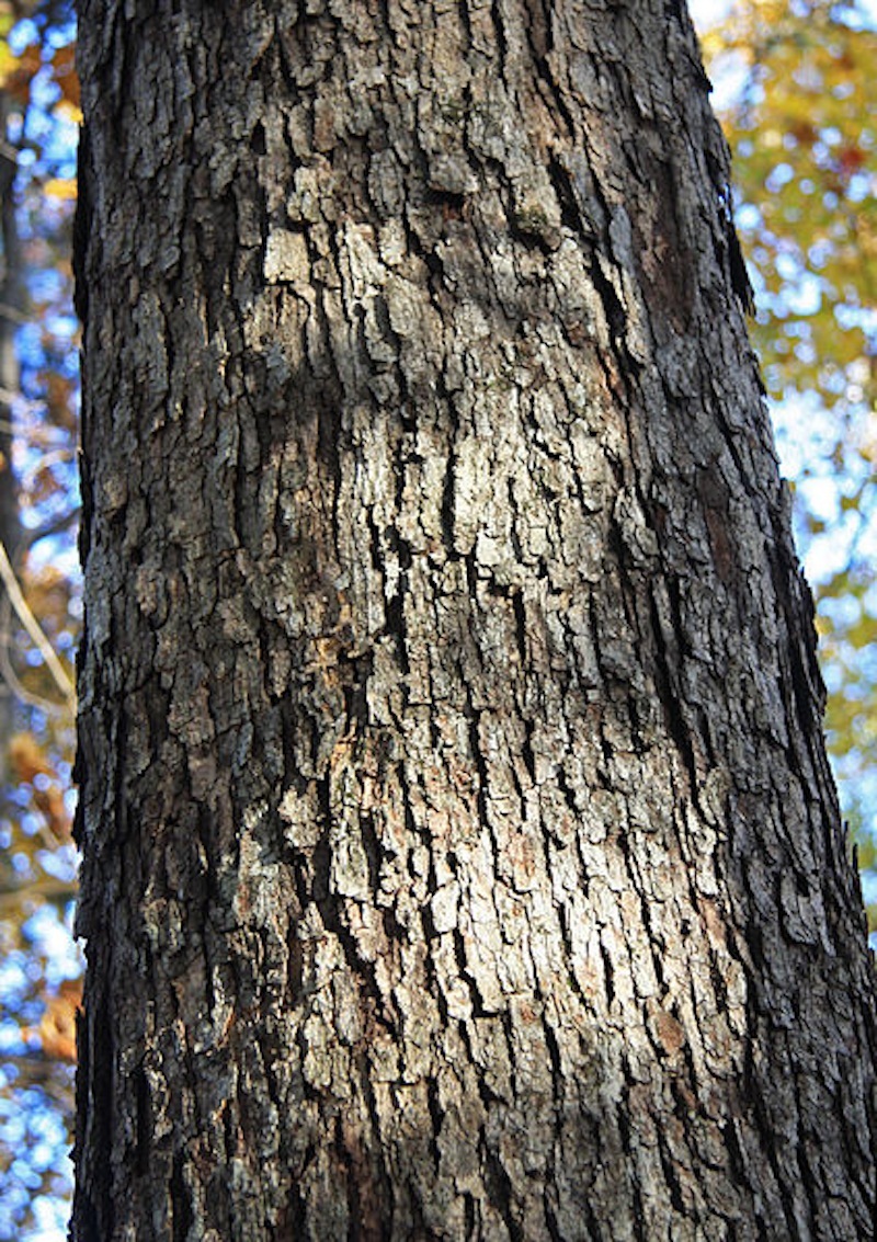 How to Identify a White Oak Tree 