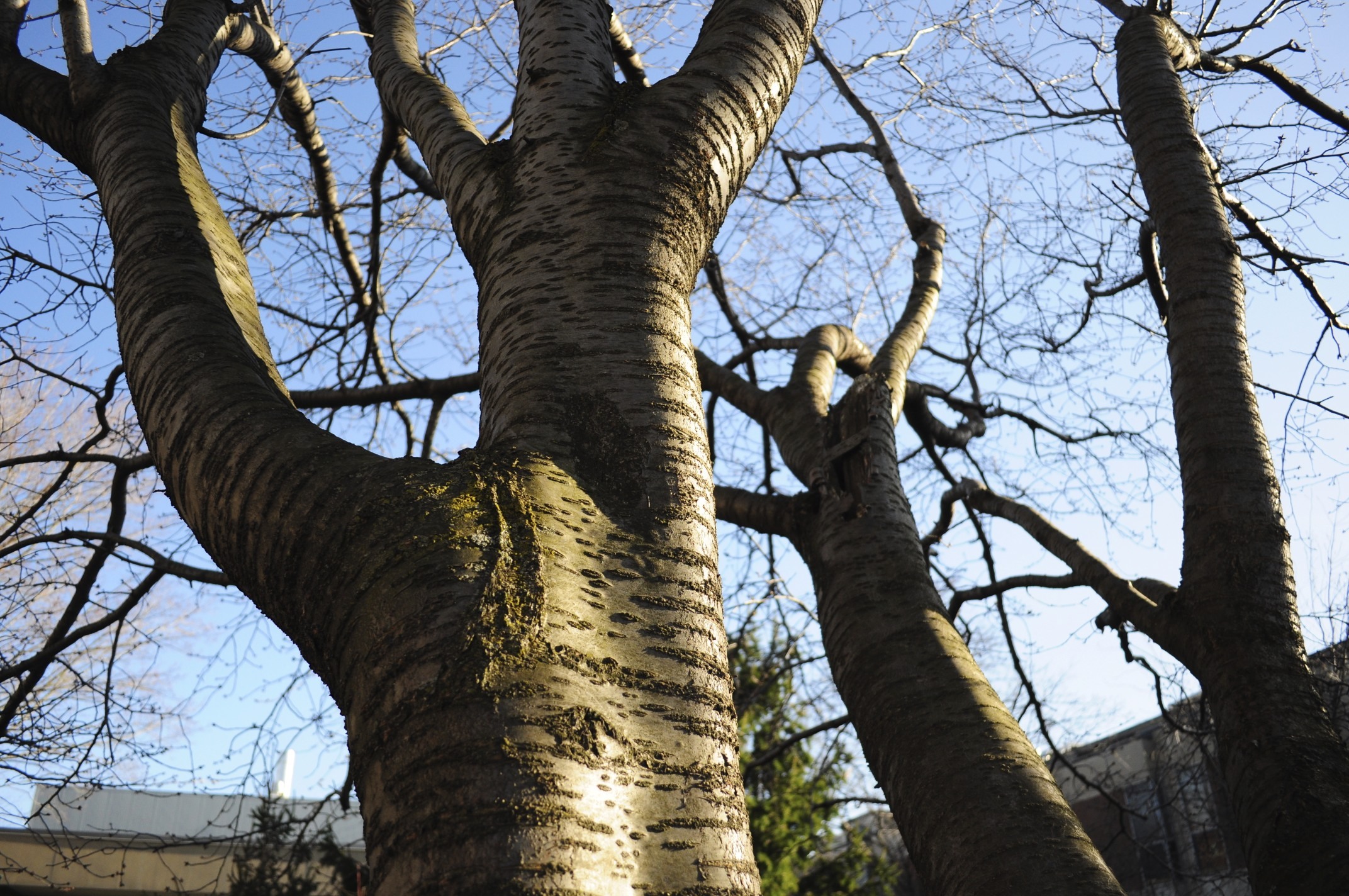 Omeka@CTL  UVM Tree Profiles : Black Birch (Betula lenta) : Practical Uses  of the Black Birch