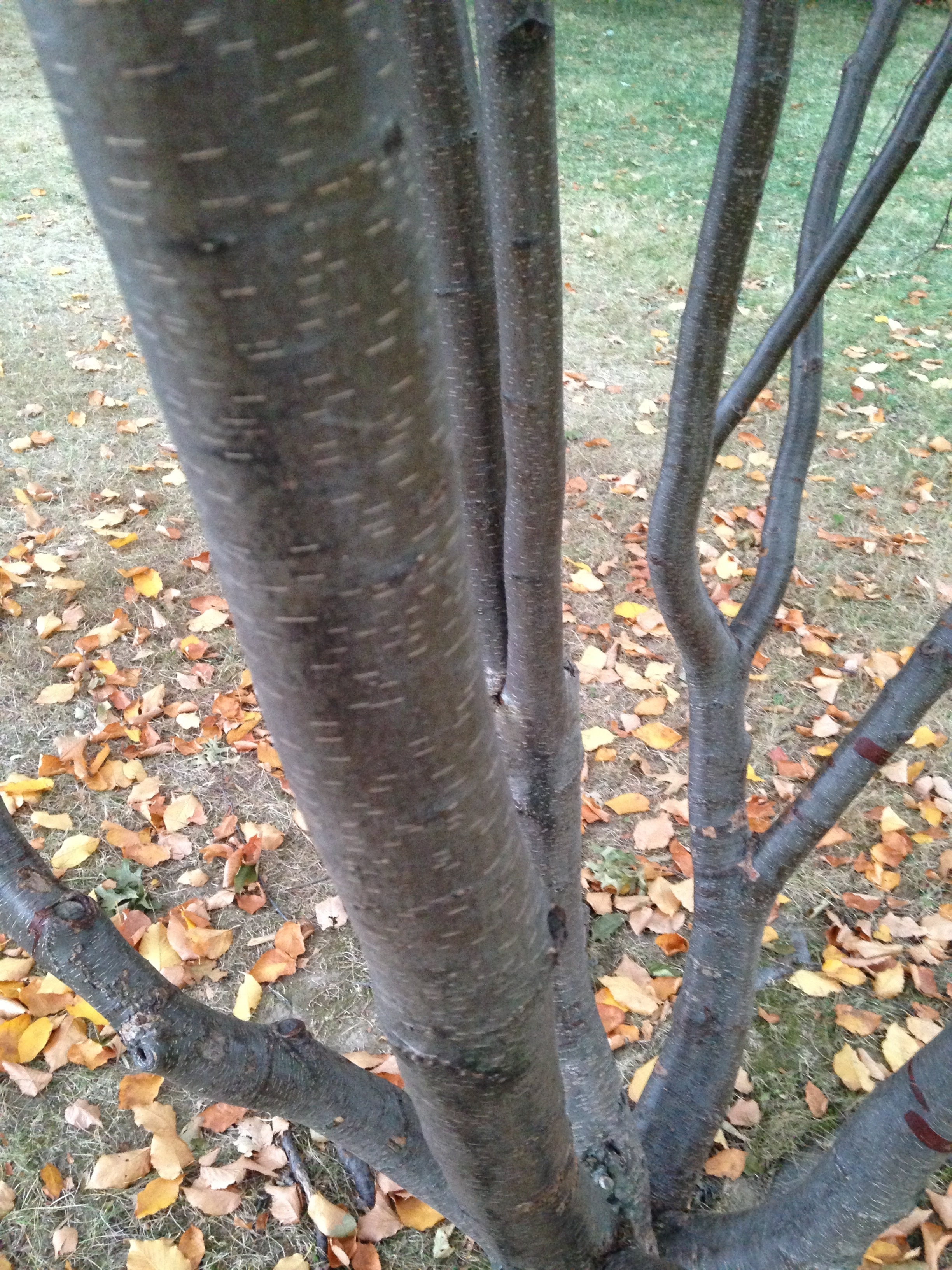 Black Birch Tree Branches