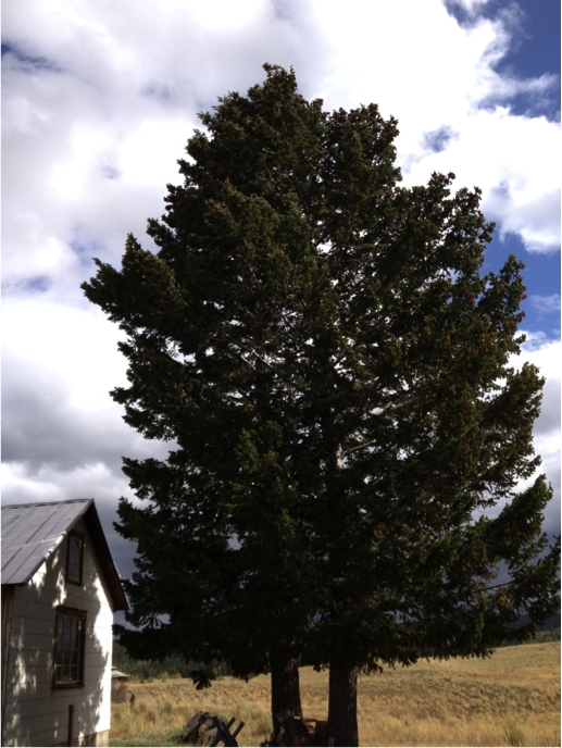 A Pair of Old-growth Douglas Firs