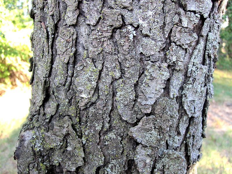 black cherry tree bark