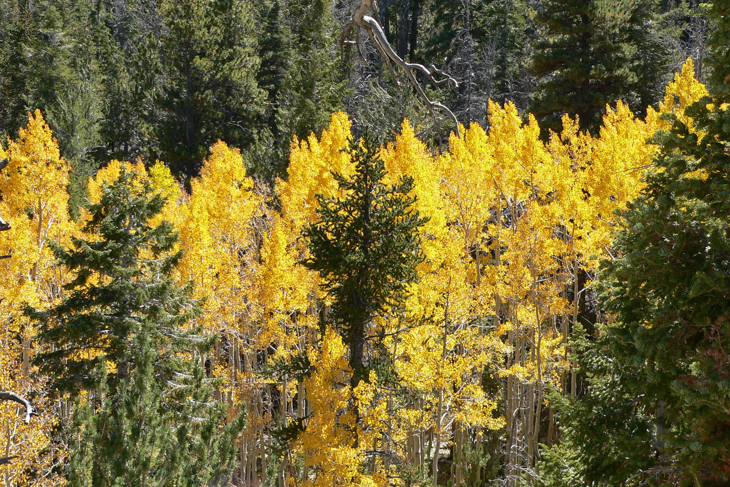 Yellow-Leaved Quaking Aspen Among Other Trees in Nevada