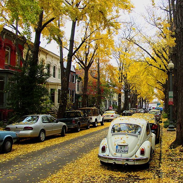 Autumn in Washington, D.C.