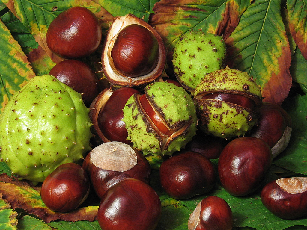 Horse Chestnut Fruit
