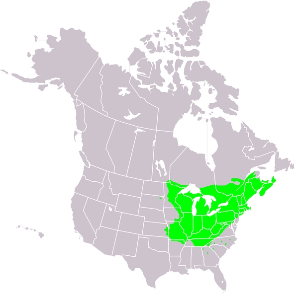 Sugar Maple Range Map
