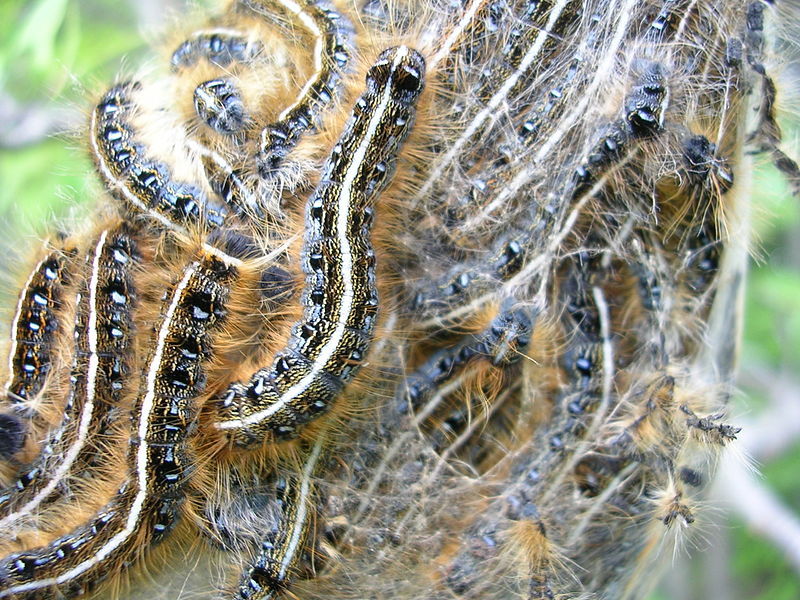 Eastern tent caterpillar.JPG