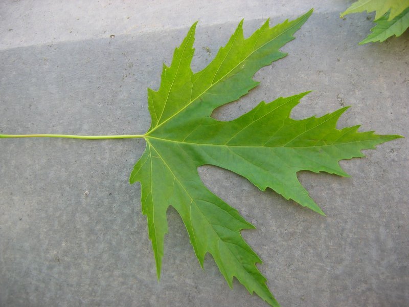 top of Silver Maple leaf