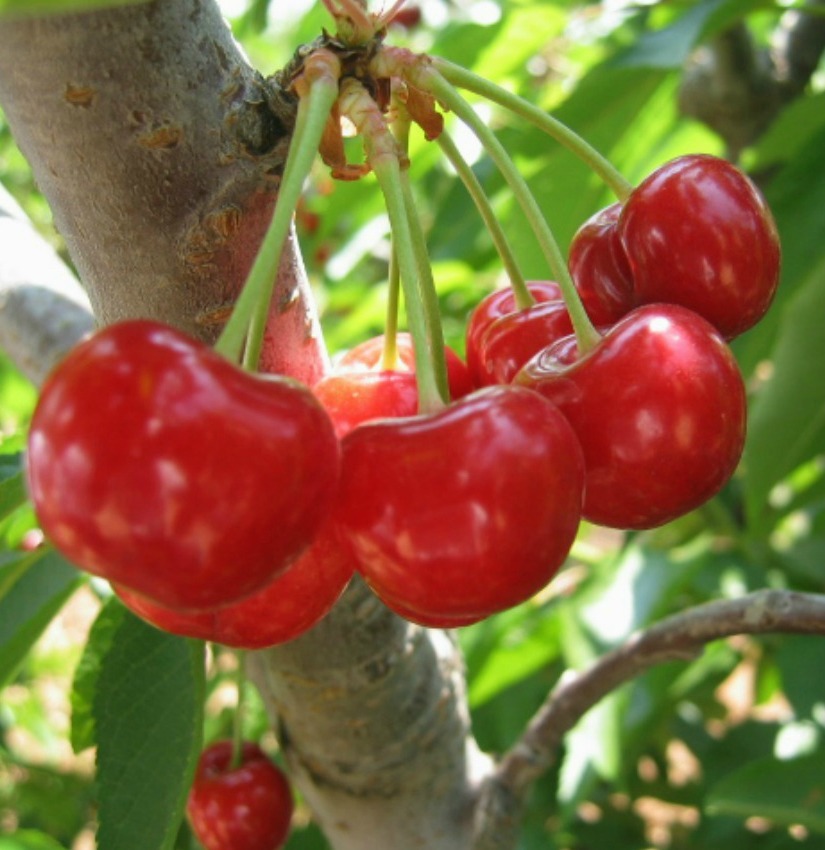 Sour Cherry Drupes