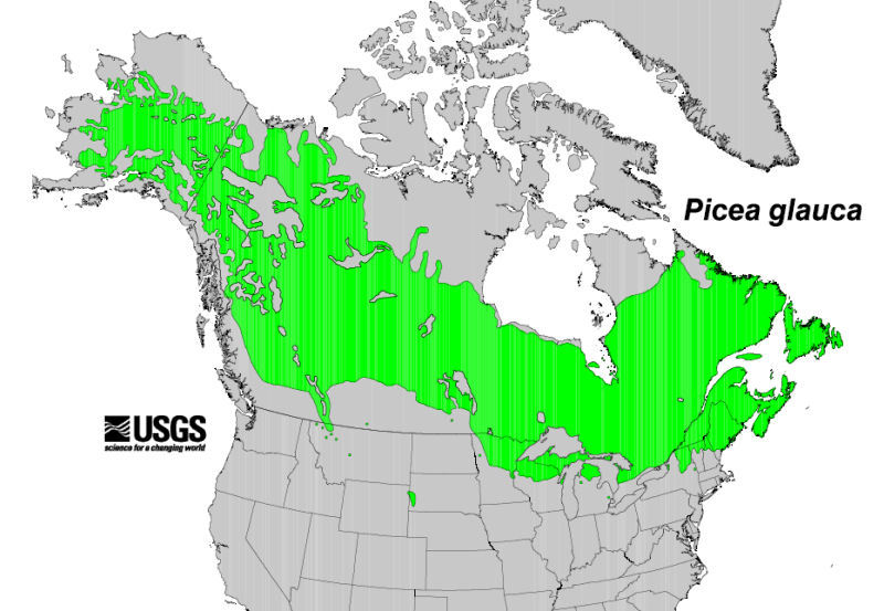 White Spruce Distribution.jpg