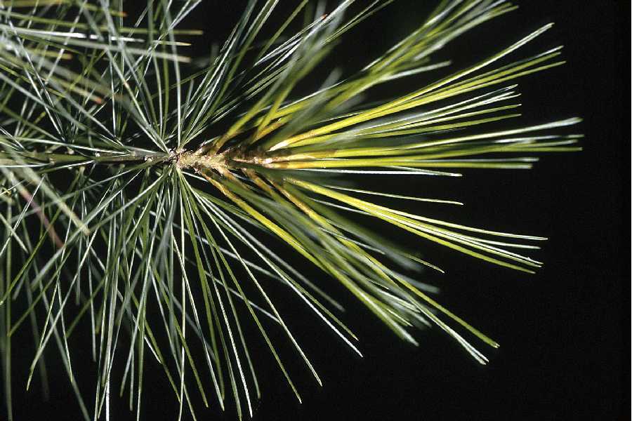 White Pine Needles
