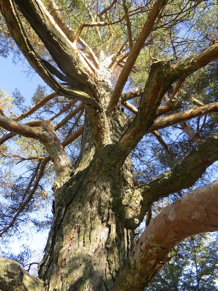 Scotch pine bark