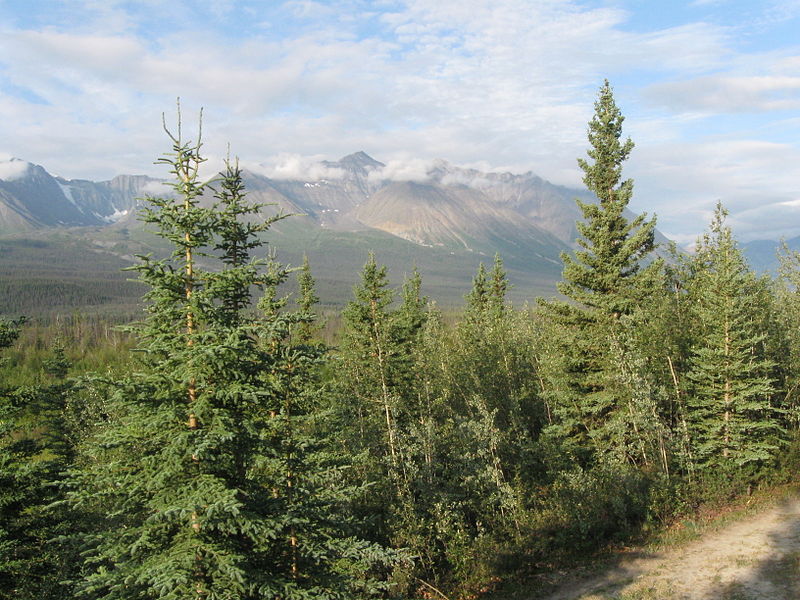 White Spruce in Yukon Canada